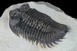Coltraneia Trilobite Fossil - Huge Faceted Eyes #165842-3